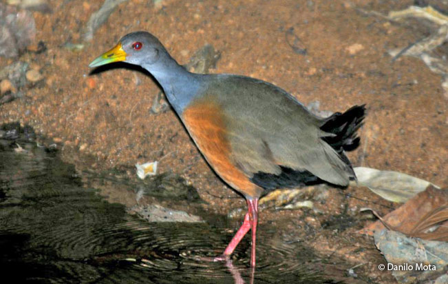 gray-necked_wood-rail