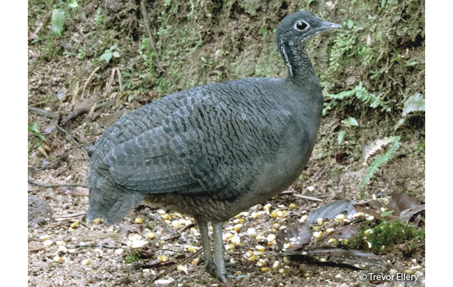 gray_tinamou