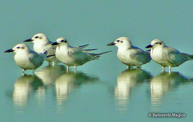 gull-billed_tern