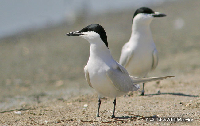 gull-billed_tern