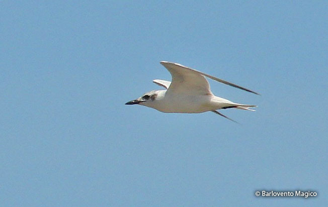 gull-billed_tern
