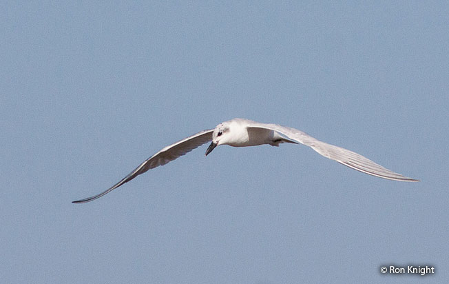 gull-billed_tern