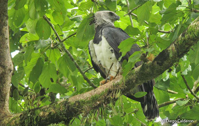 harpy-eagle