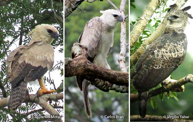 harpy-eagle