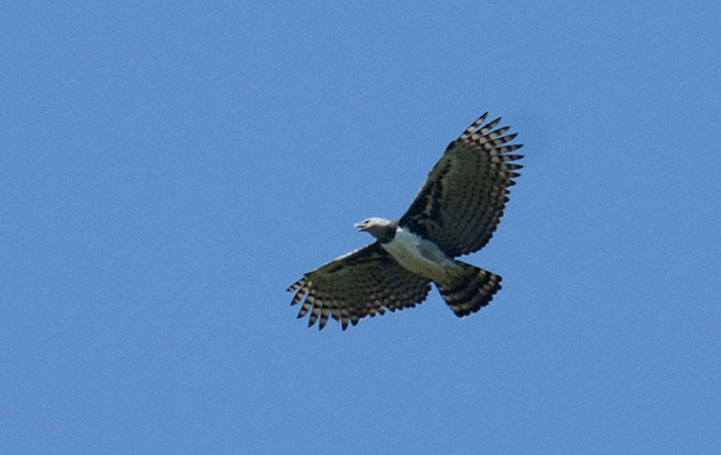 harpy-eagle