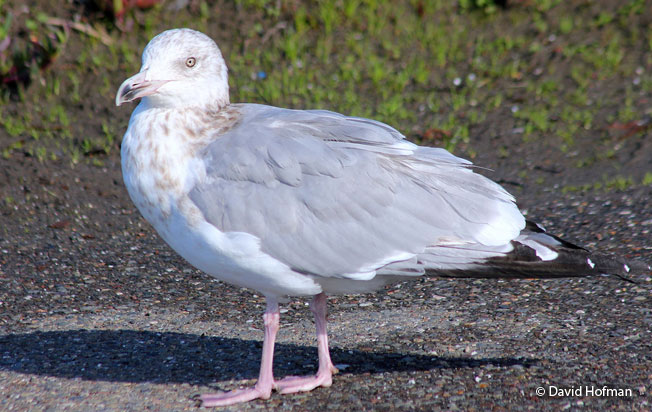 herring_gull