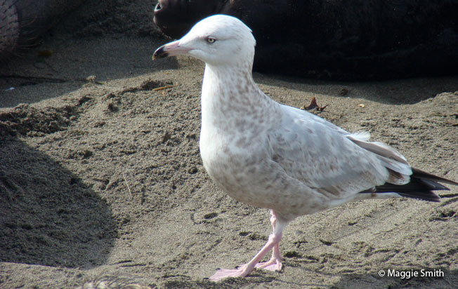 herring_gull