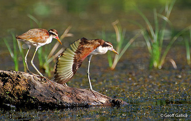 wattled jacana