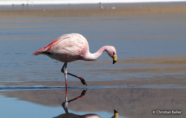 James's or Puna Flamingo
