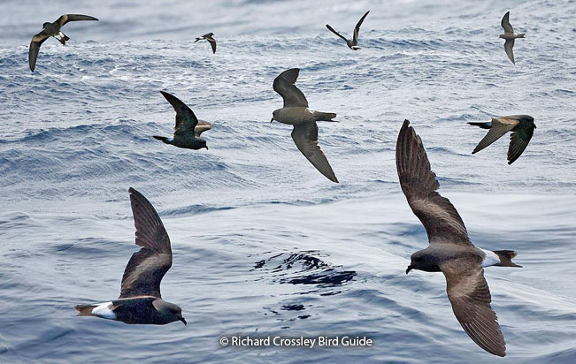 Leach’s Storm-Petrel
