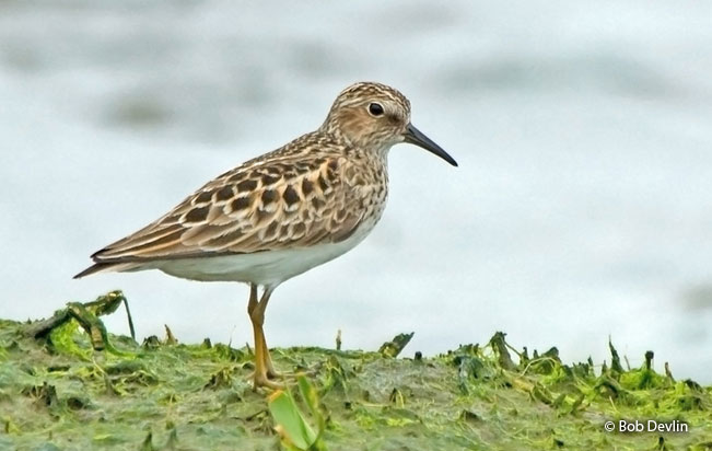 least_sandpiper