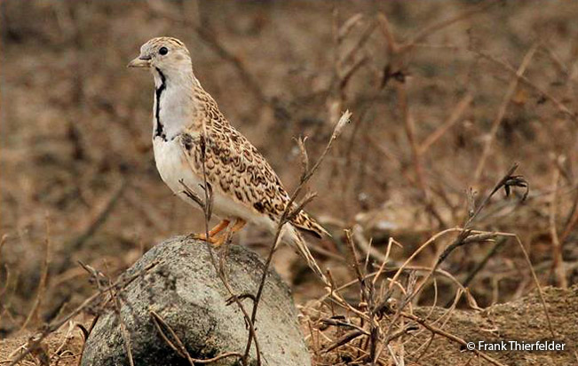 least_seedsnipe