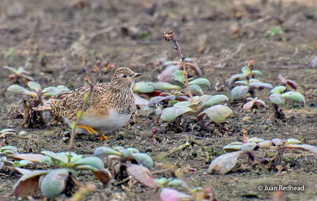 least_seedsnipe