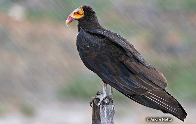 Gallinazo de Cabeza Amarilla Menor
