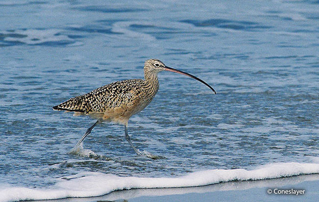long-billed_curlew