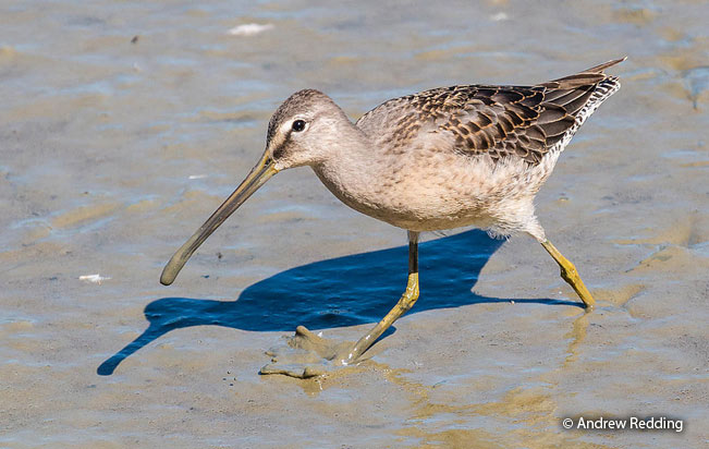 long-billed_dowitcher