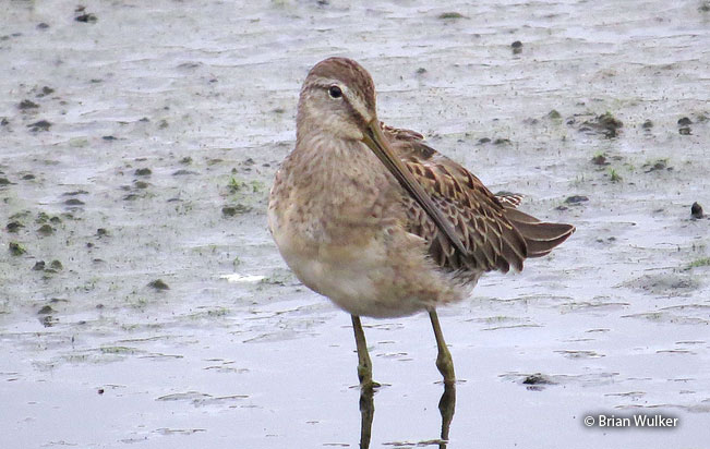 long-billed_dowitcher