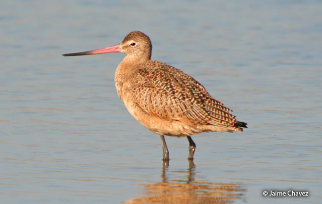 marbled_godwit