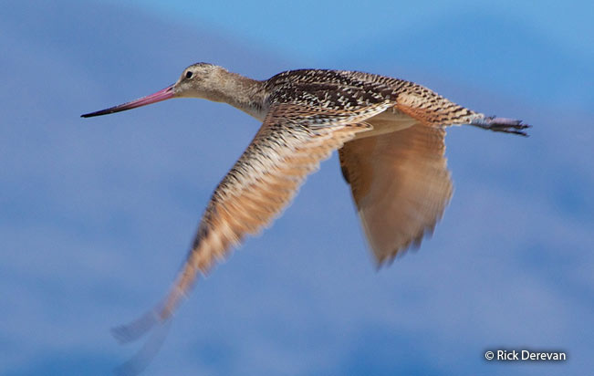 marbled_godwit