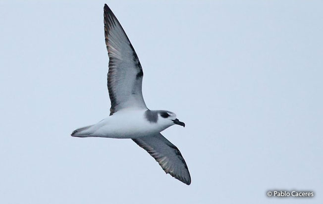 masatierra_petrel