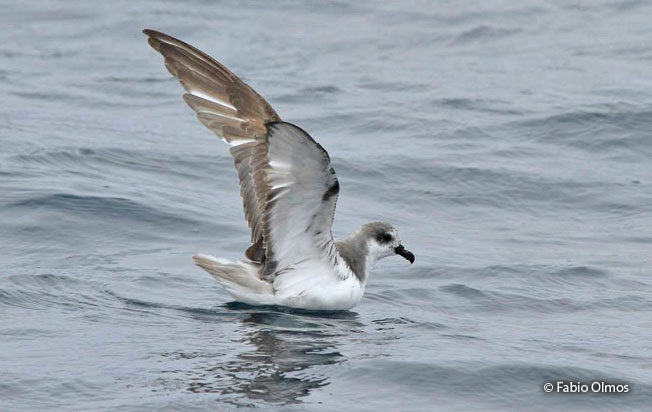 masatierra_petrel