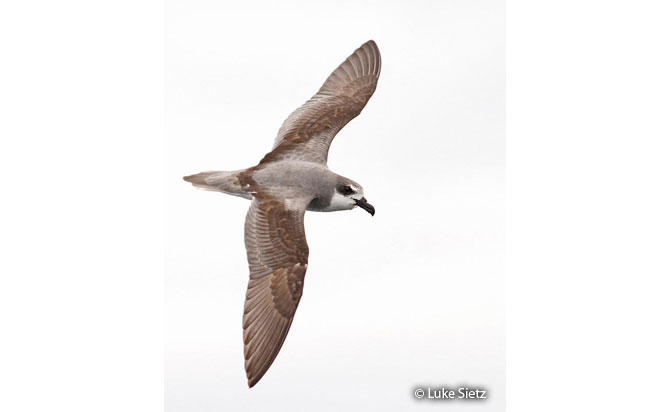 masatierra_petrel