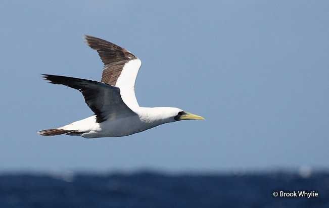 masked_booby