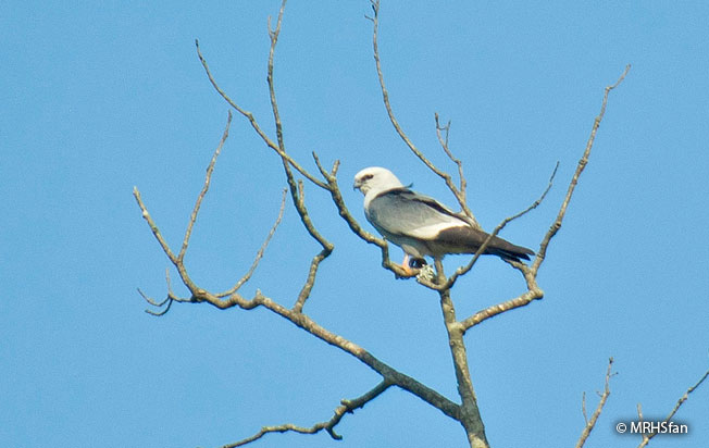 mississippi_kite