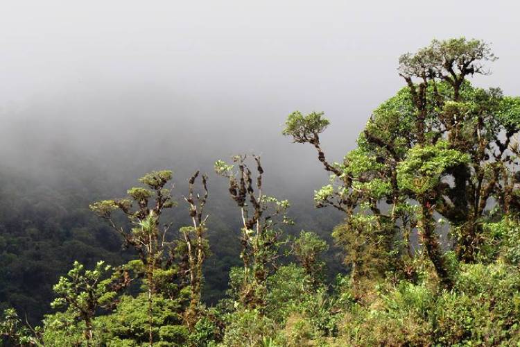 bosque de nubes yanachaga-chemillen