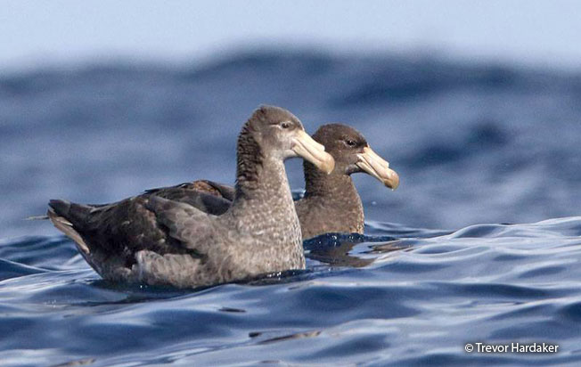 northern-giant_petrel