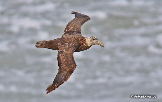 northern-giant_petrel