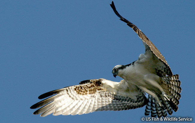 osprey