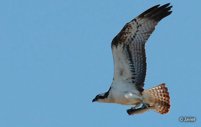 osprey