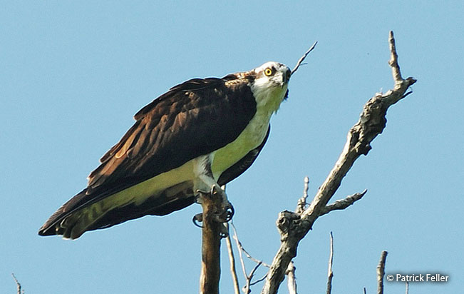 osprey