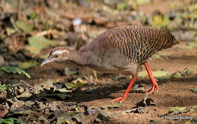 pale-browed_tinamou