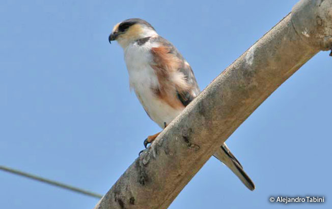 pearl-kite
