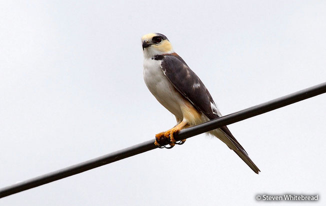 pearl-kite