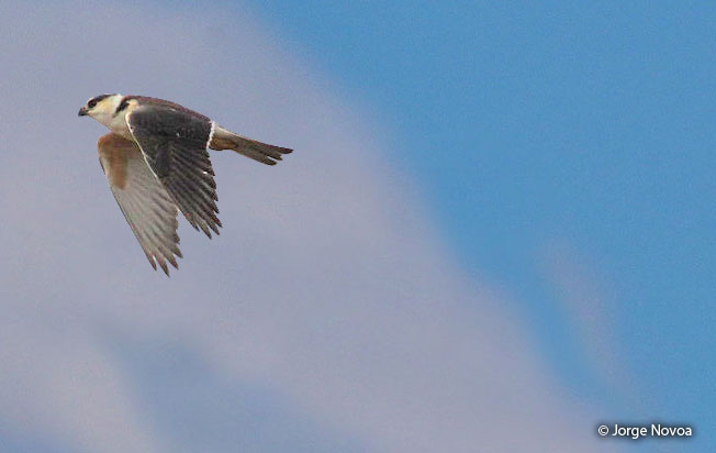 pearl-kite