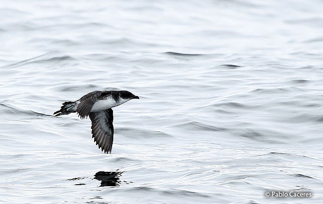 peruvian_diving-petrel