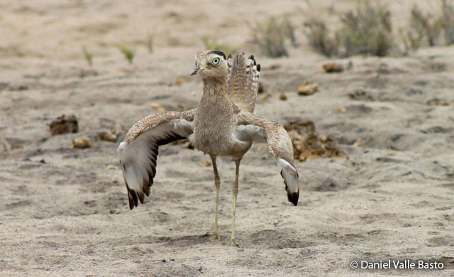 peruvian_thick-knee