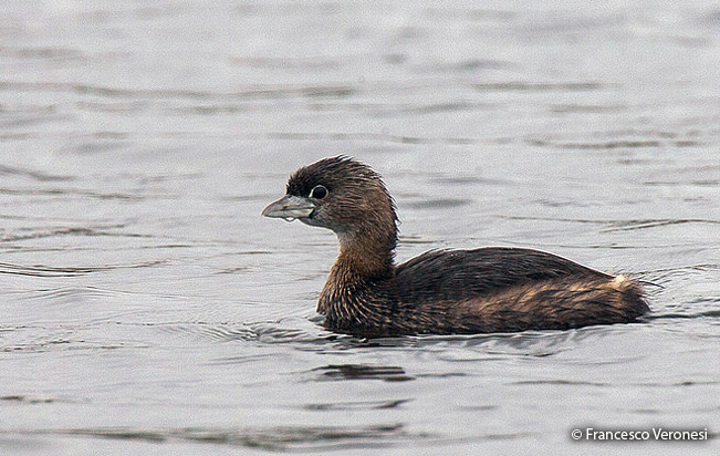 pied-billed_grebe