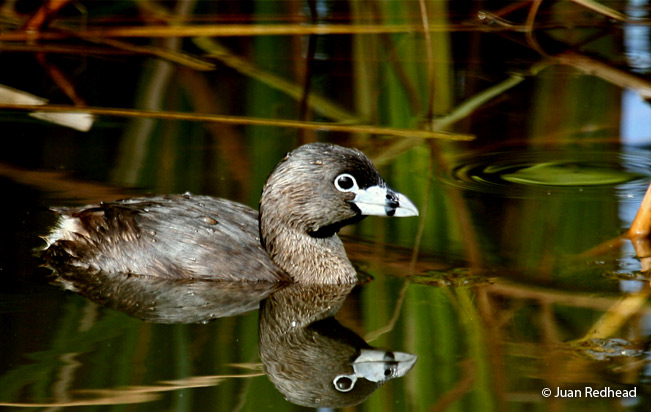 pied-billed_grebe