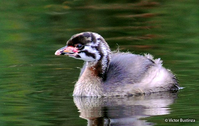 pied-billed_grebe