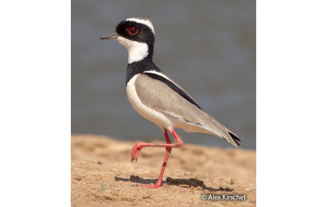 pied_lapwing