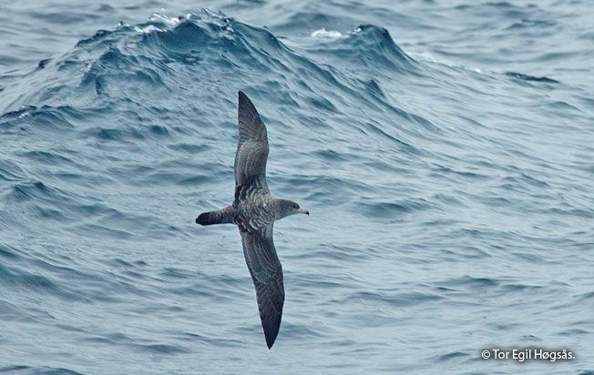 pink_footed_shearwater
