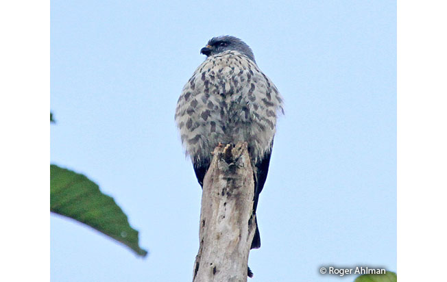 plumbeous-kite