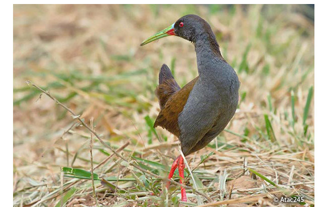 plumbeous_rail