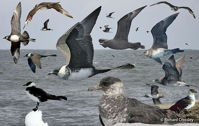 pomarine_Jaeger