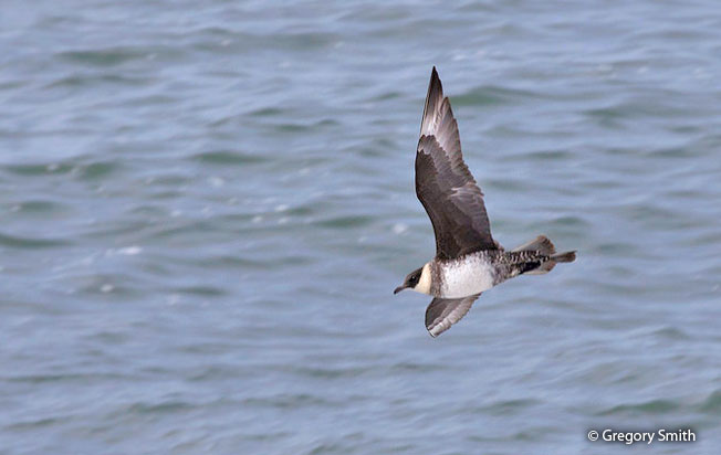 pomarine_Jaeger