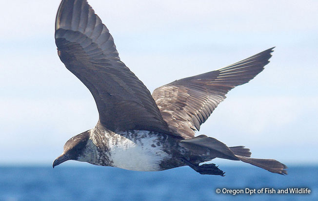 pomarine_Jaeger